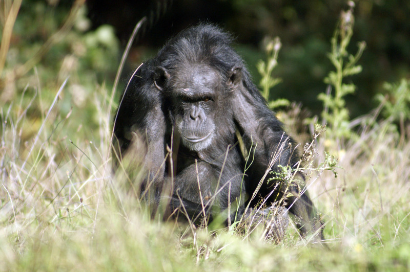 Chimpansee