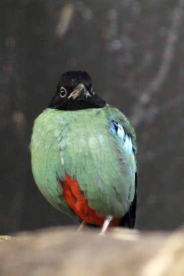 Vogel