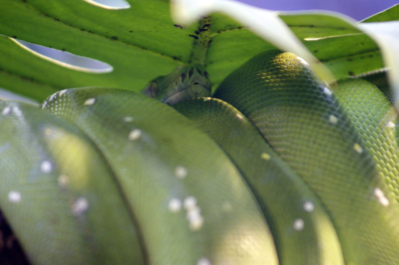 Groene boompython