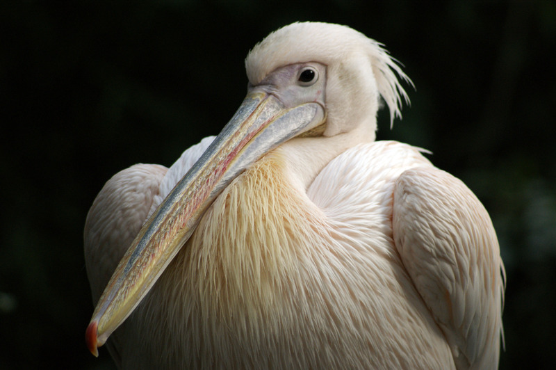 Pelikaan