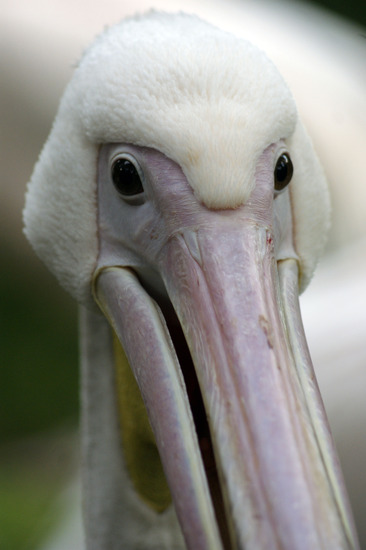Pelikaan