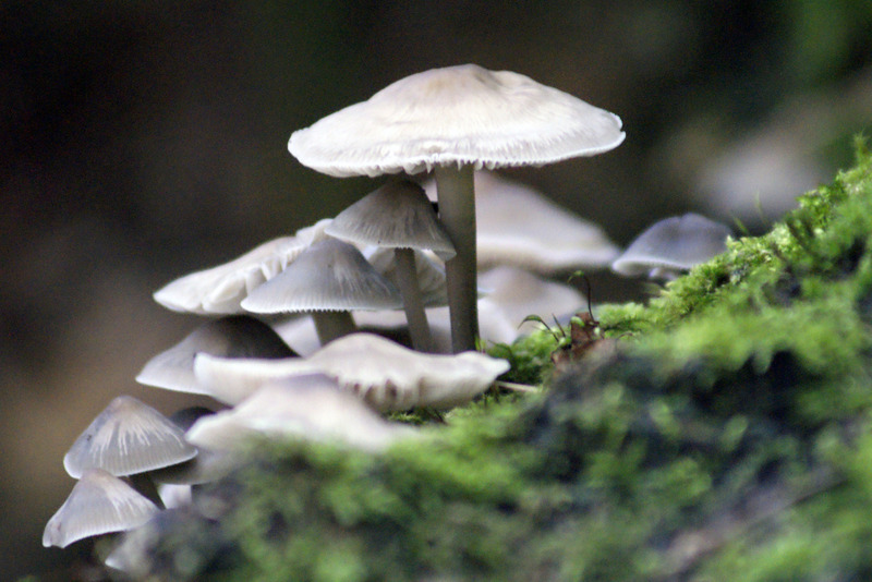 Paddestoelen