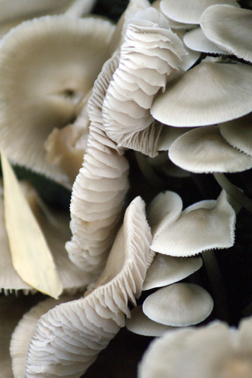 Paddestoelen