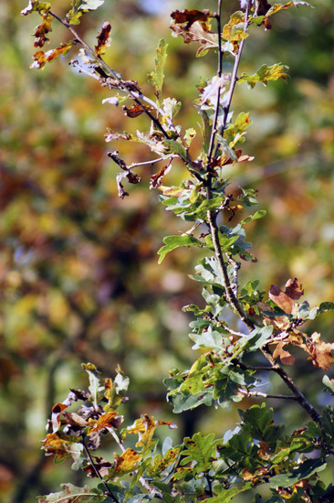 Herfst