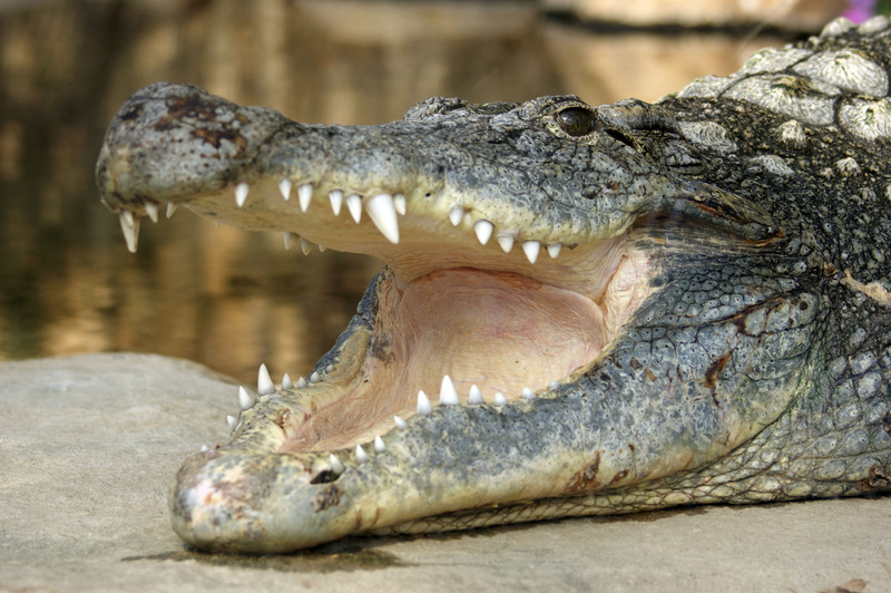 Krokodil
