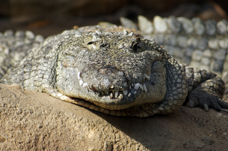 Krokodil