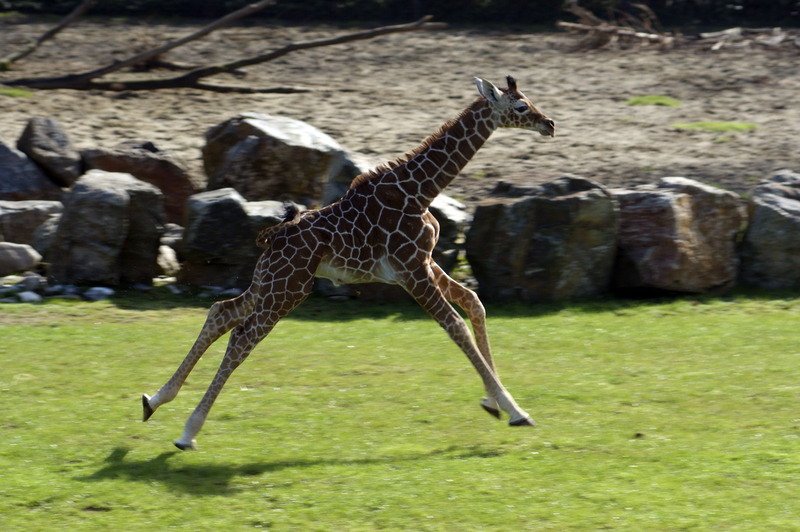 Giraffe