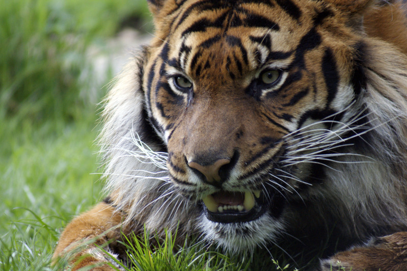 Tijger