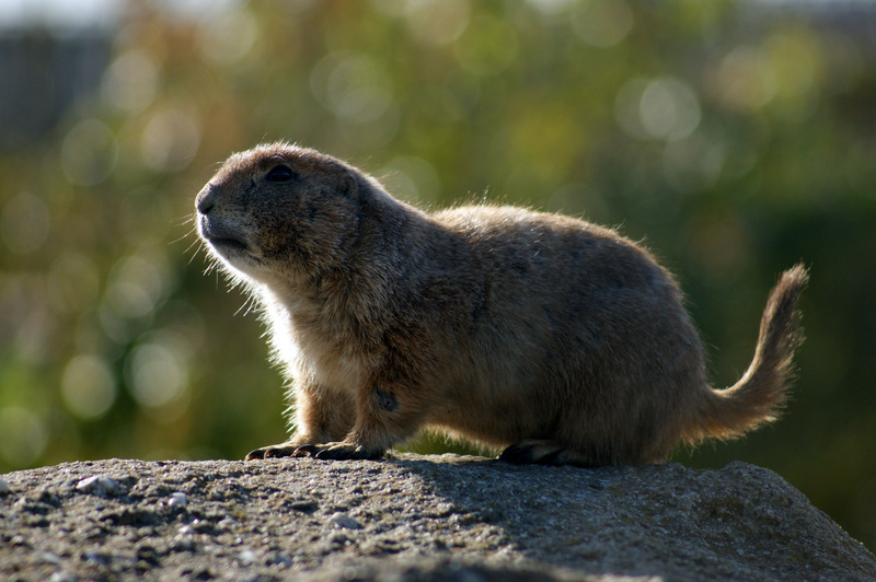 Prairiehondje