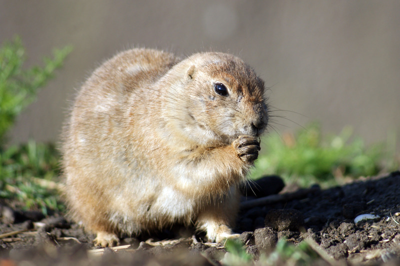 Prairiehondje