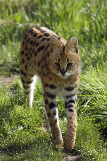 Serval