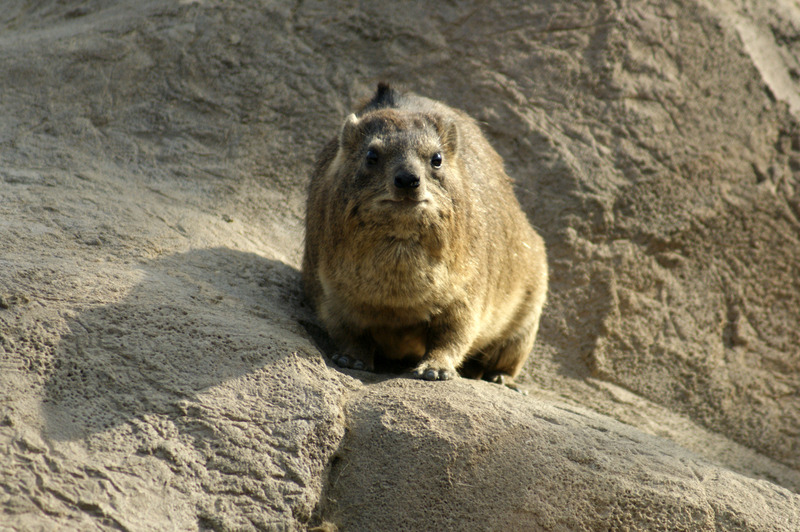 Marmot