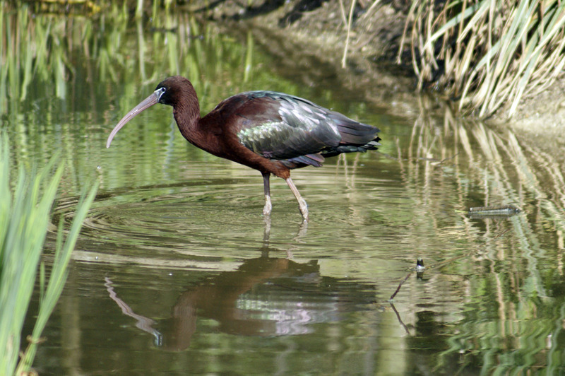 Zwarte ibis