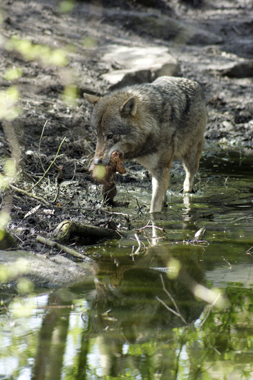 Wolf