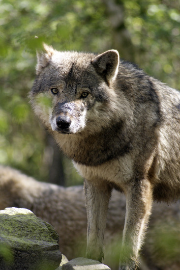 Wolf