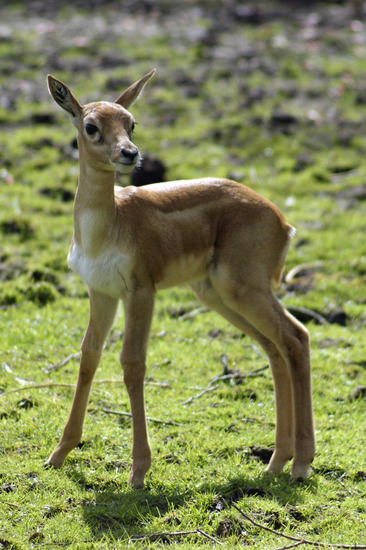 Indische antilope