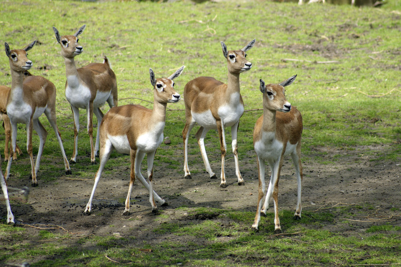 Indische antilopen