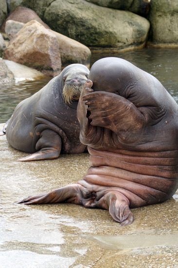 Walrussen