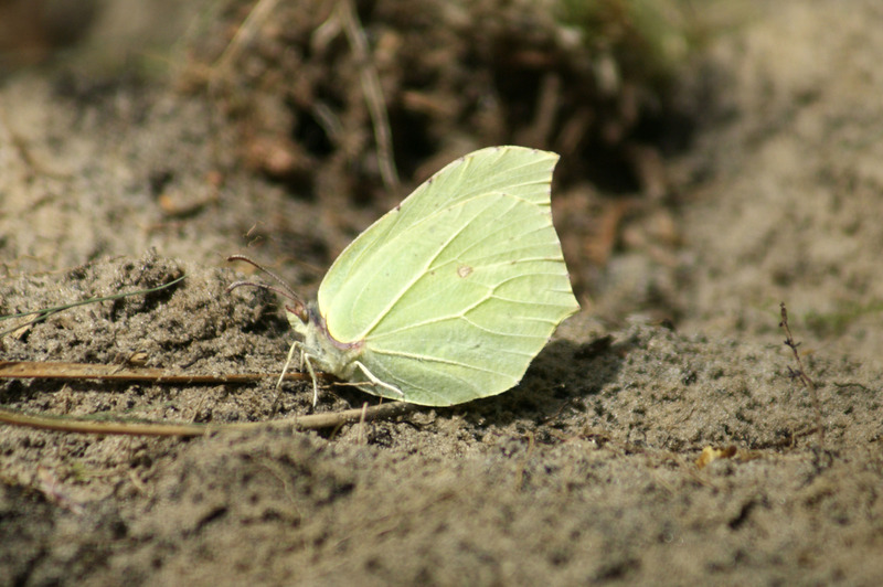 Citroenvlinder