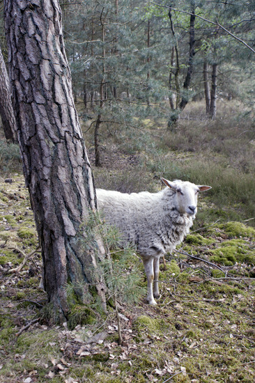 Schaap