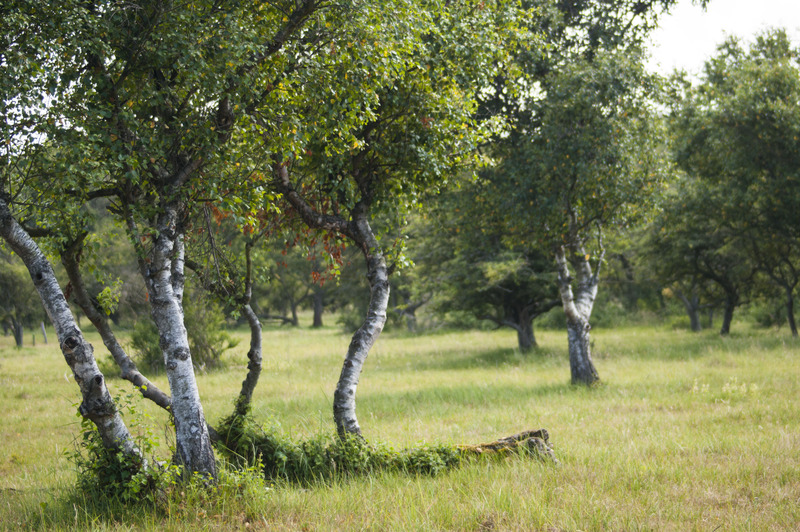 Duinen
