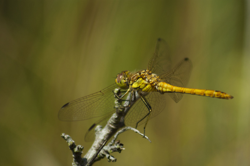 Libelle