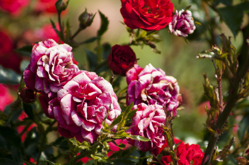 Rozen