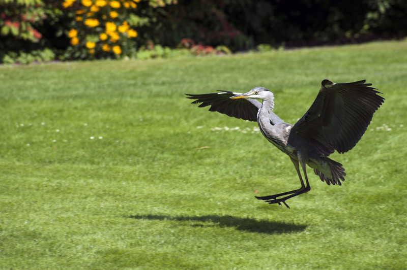 Blauwe reiger