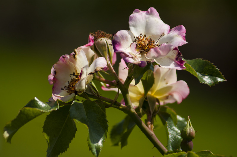 Rozen