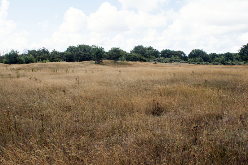 Duinen