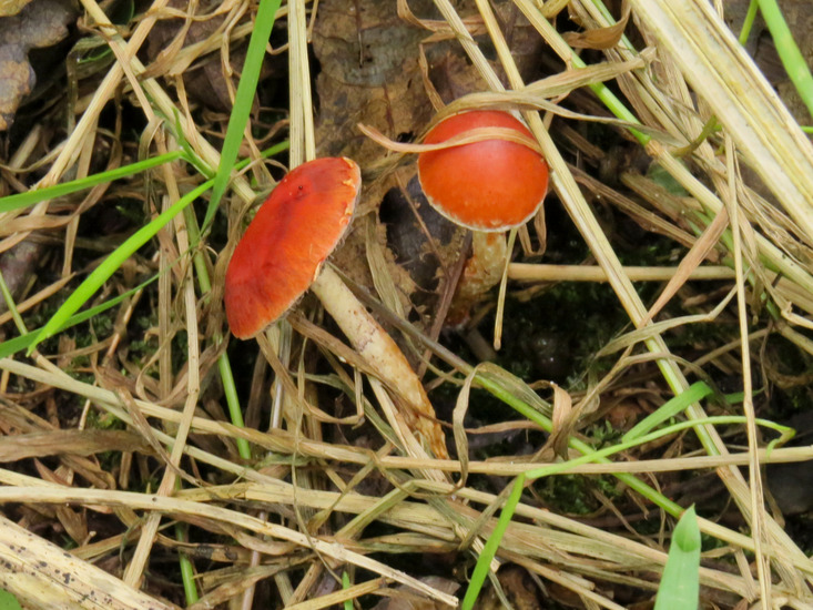 RODE PADDENSTOELEN
