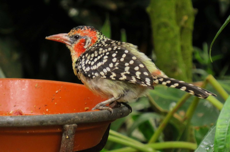 VUURKRUIN BAARDVOGEL