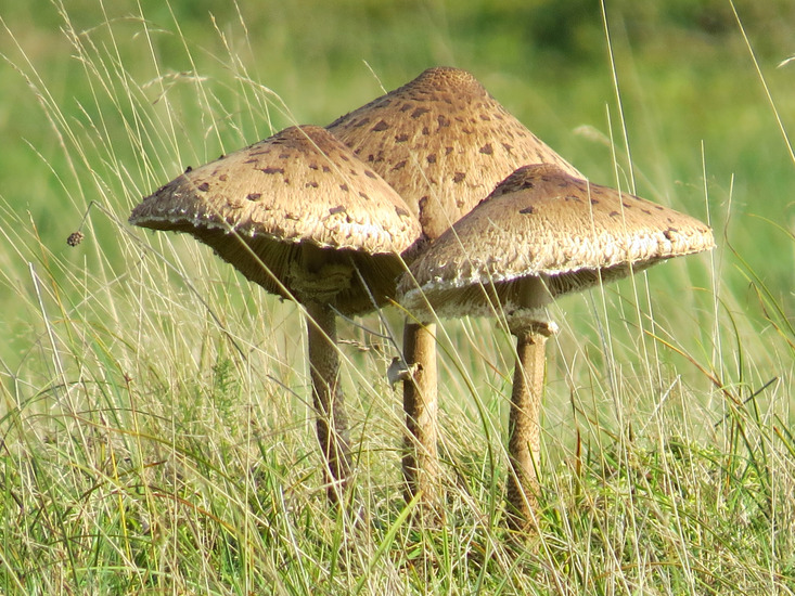 PADDENSTOELEN