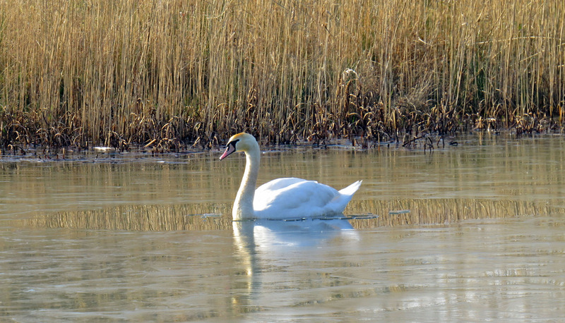 RIETREFLECTIES MET ZWAAN