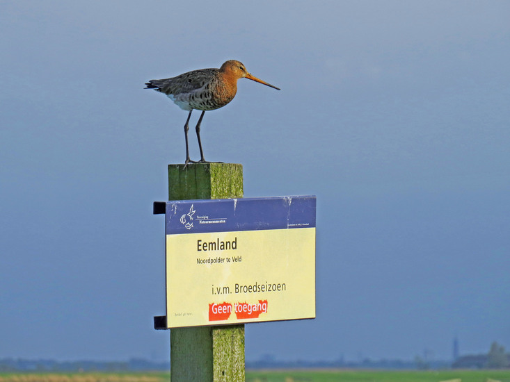 GRUTTO OP EEN PAALTJE