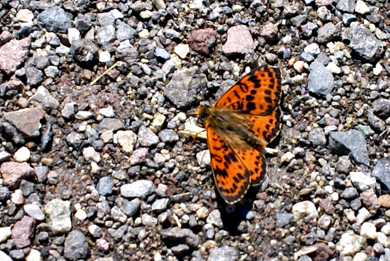 TWEEKLEURIGE PARELMOERVLINDER