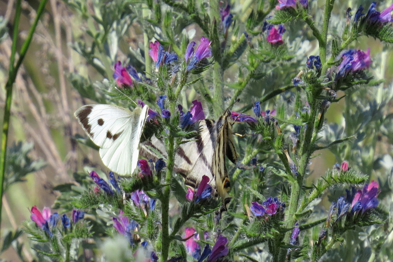GROOT KOOLWITJE EN KONINGSPAGE