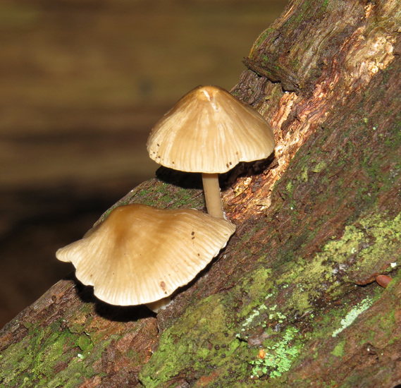 PADDENSTOELEN