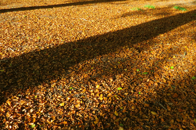 BLADEREN MET SCHADUWEN