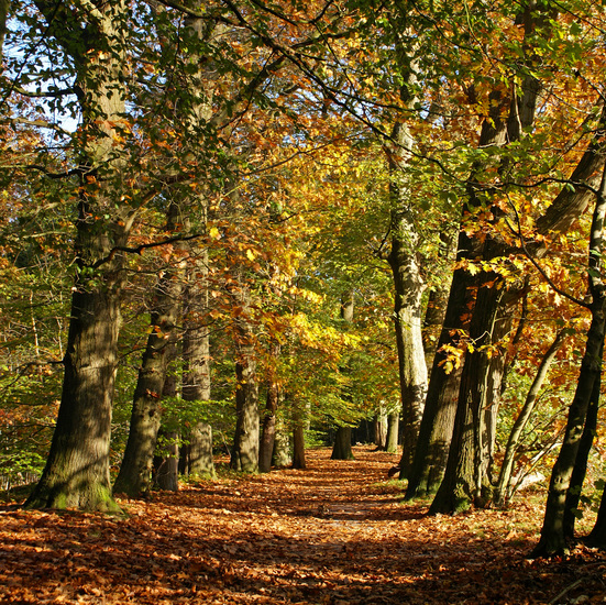 HERFSTLANDSCHAP