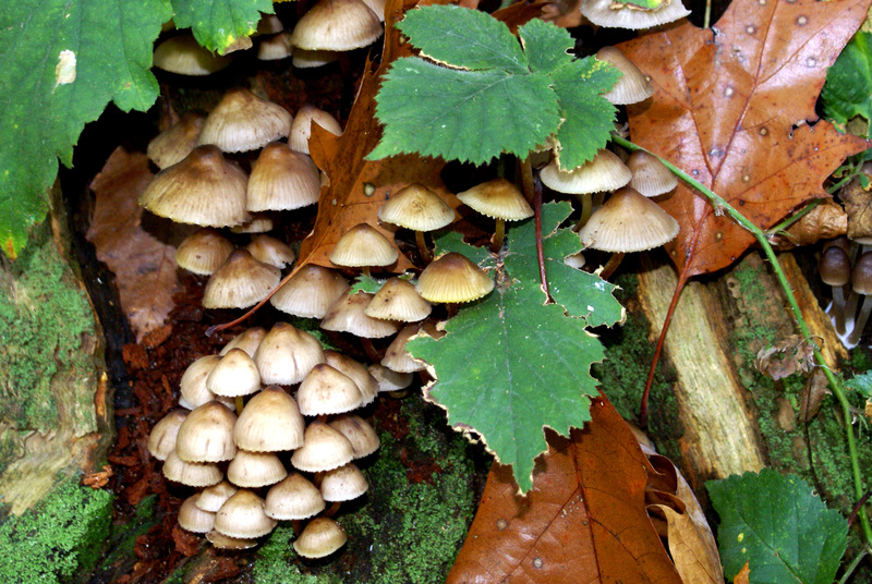 BOOMSTAM MET PADDENSTOELEN