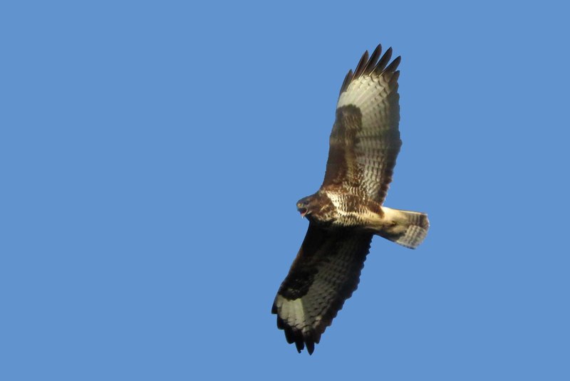 BUIZERD
