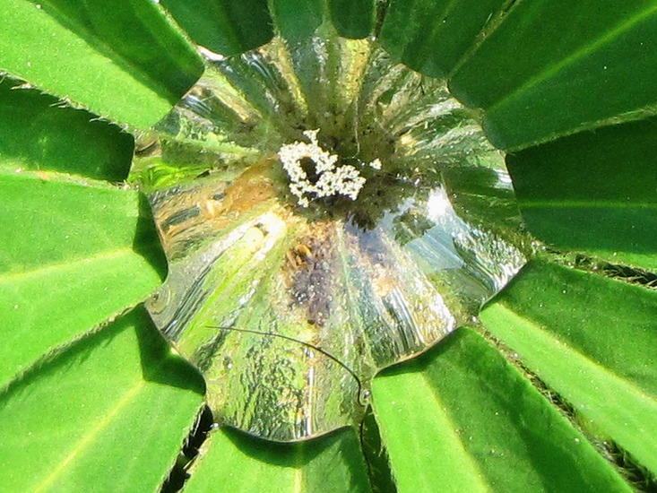 LUPINEBLAD MET DAUWDRUPPEL