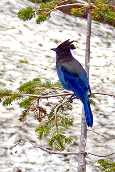 STELLER's JAY