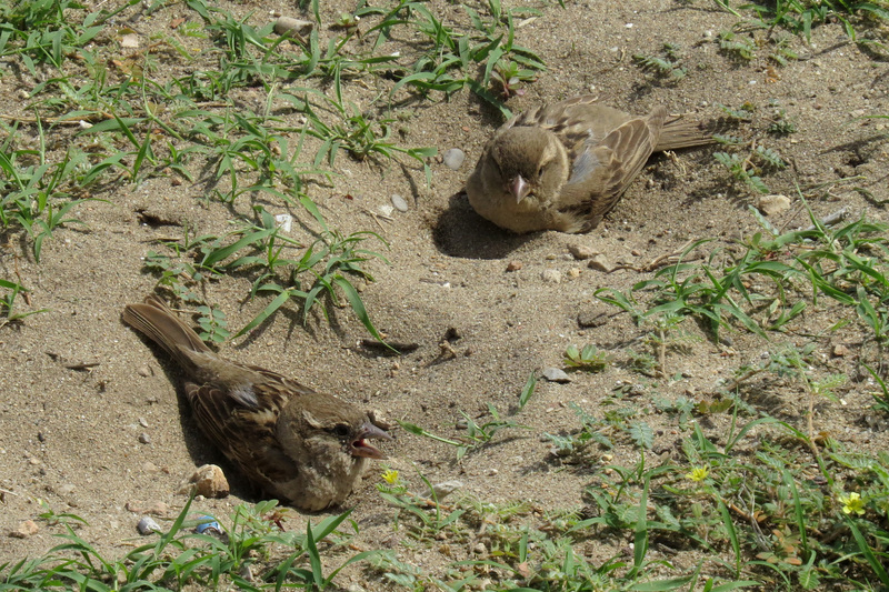 MUSSEN NEMEN ZANDBAD