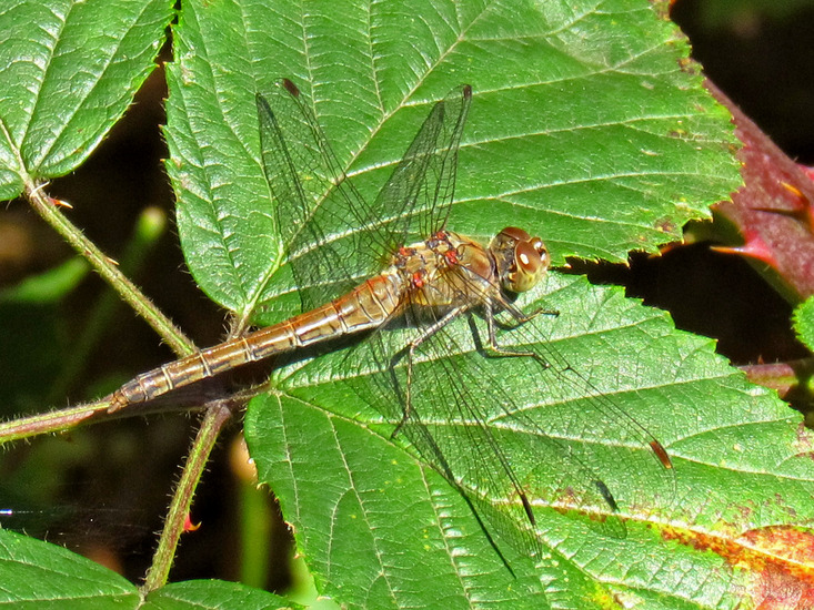 BRUINRODE HEIDELIBEL
