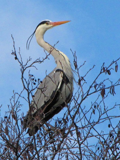 REIGER