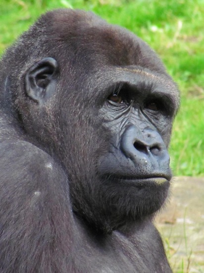 GORILLA