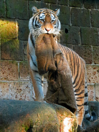 TIJGER