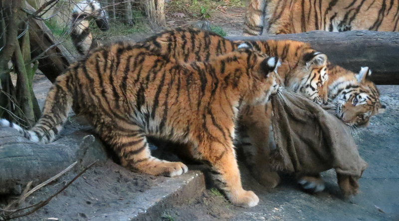 SPELENDE TIJGERWELPEN